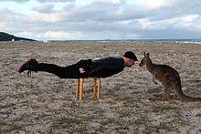 Shaun Gladwell Plank with Kangaroo 2014.jpg