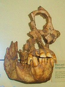 Sivapithecus sivalensis.JPG