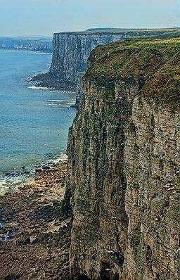 Bempton Cliffs RSPB nature reserve.jpg