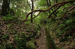 Laurissilva da Madeira 10.jpg