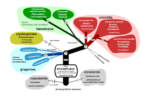 Apicomplexa tree..png