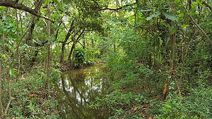 Forest outside of Durban.jpg