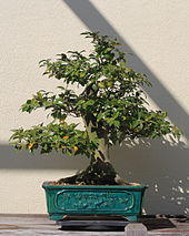 Japanese Camellia bonsai 55, October 10, 2008.jpg