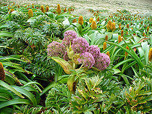 Anisotome latifolia.jpg