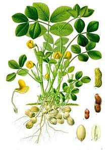 Arachis hypogaea - Köhler–s Medizinal-Pflanzen-163.jpg