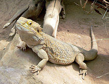 Bartagame fcm.jpg