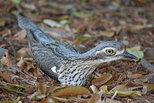 Burhinus grallarius - bush stone-curlew (3899777268).jpg