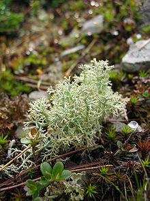 CladoniaSpec01.jpg