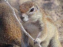 Damara-Ground-Squirrel-Etosha-2015.JPG