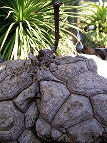 Dioscorea mexicana.jpg