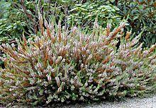 Erica vagans (aka).jpg