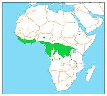 Eurystomus gularis dist.jpg