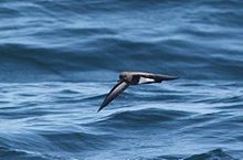 Fregetta tropica, Kaapse waters, Birding Weto, a.jpg