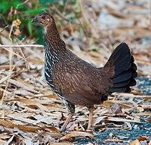 Gallus sonneratii - female (Thattekad), crop.jpg