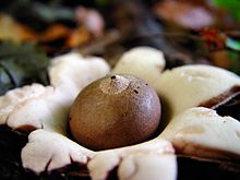 Geastrum triplex.jpg