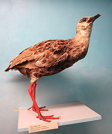 Himantornis haematopus - Royal Museum for Central Africa - DSC06831.JPG