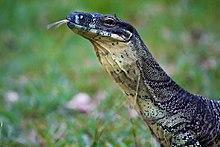 Lace Monitor in Tamborine National Park, Cedar Creek Falls, Queensland, Australia.jpg