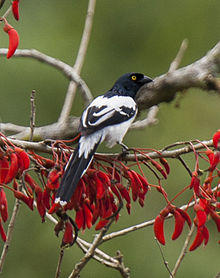 Magpie Tanager - Manu NP - Perù 8577 (22954466240).jpg