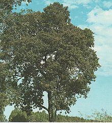 Nectandra saligna.jpg