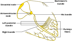 ConductionsystemoftheheartwithouttheHeart-en.svg