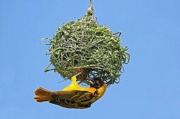Black-headed weaver (Ploceus cucullatus bohndorffi) male nest building.jpg