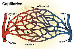 Capillaries.jpg