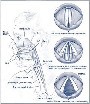 Hoarseness image.jpg