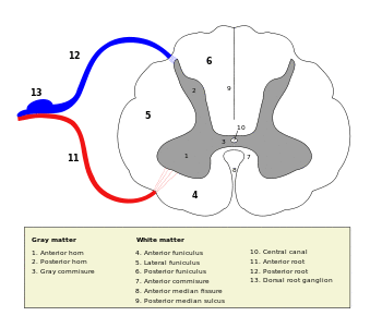 Medulla spinalis - Section - English.svg