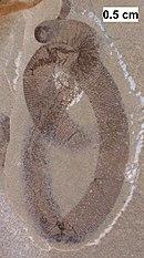 Fossil of a possible leech found in Wisconsin