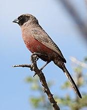 Black-faced waxbill, or black-cheeked waxbill, Estrilda erythronotos, at Zaagkuildrift Road near Kgomo Kgomo, Limpopo, South Africa (33418486332).jpg
