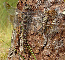 Aeshna crenata female.jpg