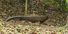Argusianus argus, Khao Sok, Thailand 1.jpg