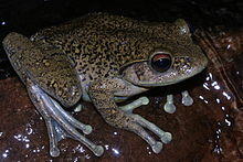 Boophis goudotii01.jpg