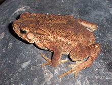 Bufo biporc M 050409 015 tdp.jpg