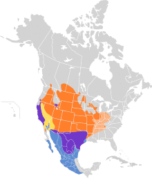 Chondestes grammacus map.svg