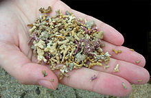 Maerl Fragments, Maerl Beach, Carraroe, County Galway Ireland