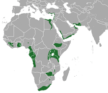 Egyptian Rousette area.png