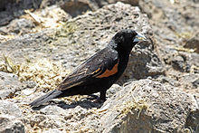 Fan-tailed Widowbird, Ngorongoro Crater (8495891608).jpg