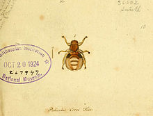 Fauna Germanica, Diptera 1793, vol.1, p10, Pediculus Cervi Fabr..jpg