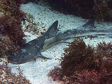 Hemitriakis japanica2.jpg