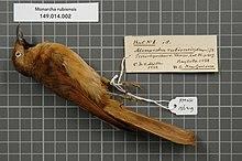Naturalis Biodiversity Center - RMNH.AVES.136419 1 - Monarcha rubiensis (Meyer, 1874) - Monarchidae - bird skin specimen.jpeg