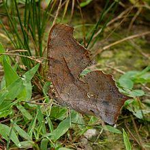 Polygonia interrogationis underside.jpg