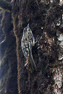 Sichuan Treecreeper (8077153532).jpg