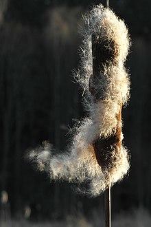 Typha latifolia.jpg