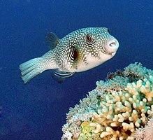 Whitespotted puffer.JPG