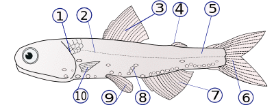 Diagram showing the external anatomy of a Hector's lanternfish, a type of bony fish