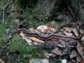 Garter snake (Marshal Hedin).jpg