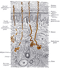 Gray940 - sweat gland.png