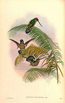 Androdon aequatorialis.jpg
