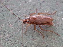 Blattodea. Cascuda. Santiago de Compostela 1.jpg